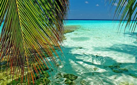 Nature Landscape Maldives Tropical Sea Palm Trees Atolls Leaves Beach