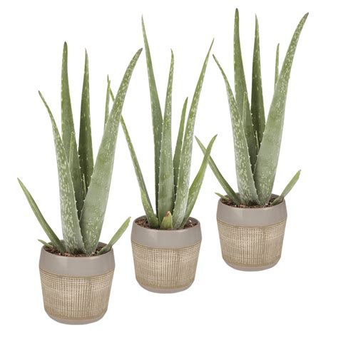 Aloe vera helps with sunburn through its powerful healing activity at the epithelial level of the skin, a aloe vera gel contains two hormones: Aloë Vera (3stuks) | Planten, Kamerplanten, Cactussen