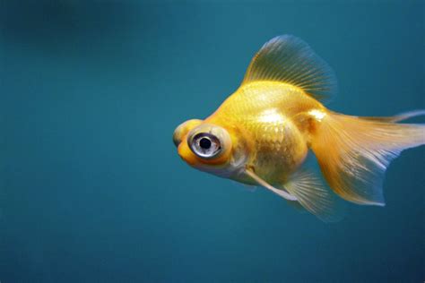 Telescope Eye Aqua Culture Beautiful Fish Gorgeous Puffy Eyes