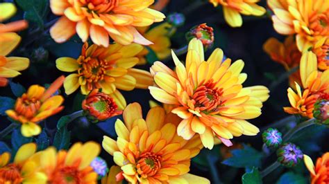 Chrysanthemums Oranges Autumn Flowers 4к Ultra Hd