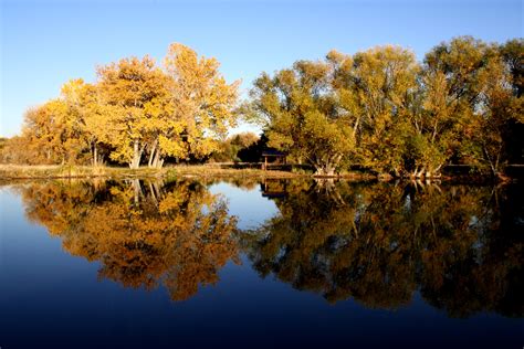 Autumn Trees Reflected In Lake Picture Free Photograph