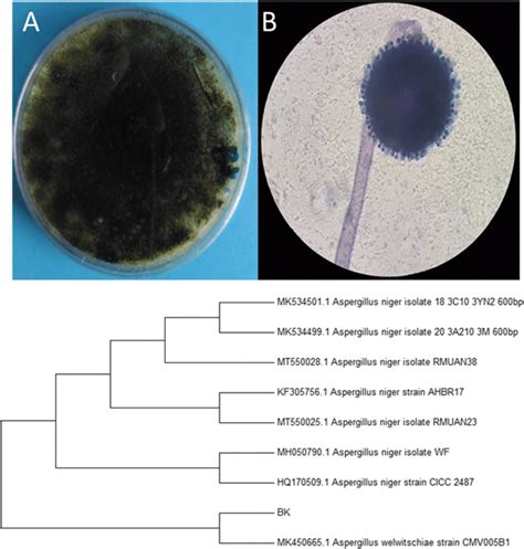 Macroscopic A And Microscopic B Colony Morphologies Of The