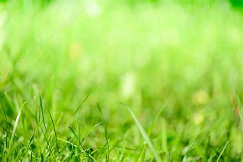 Green Grass Blur Background Stock Photo By ©paulpaladin 80933198