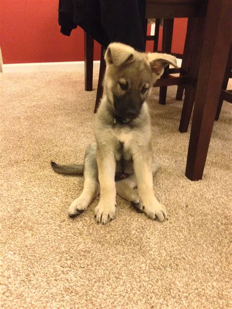 Sable german shepherd puppies black german shepherds. Hans, my silver sable German Shepherd puppy at 10 weeks ...