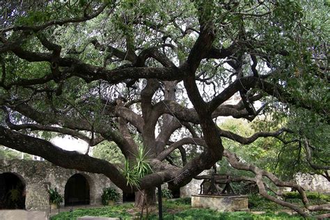 Apr 11, 2020 · this san antonio, texas domestic is on hilly floor to say the least. Photos by Stan: Trees Sundays Stills