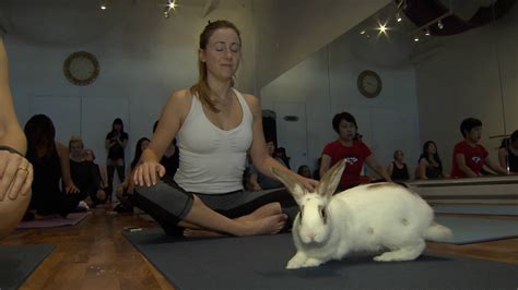 Forget Downward Dog Bunny Yoga Hops To Vancouver Ctv Vancouver News