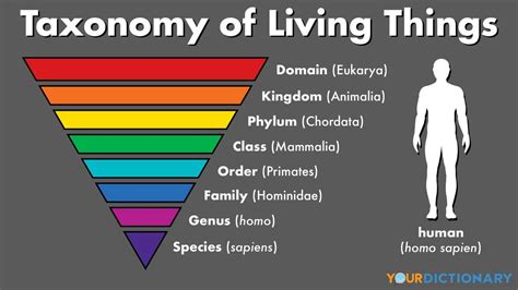 Classification Of Living Things Basic Taxonomy Explained Yourdictionary Vlr Eng Br