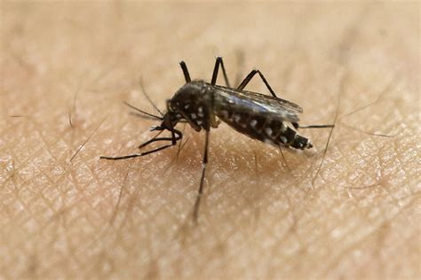 Study Zika Causes Infertility Lasting Harm To Male Mice Las Vegas