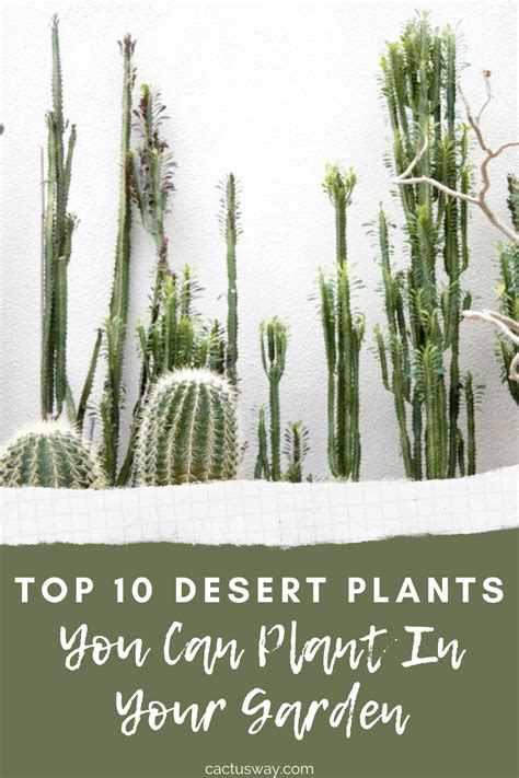 Kinds Of Desert Plants Garden Plant