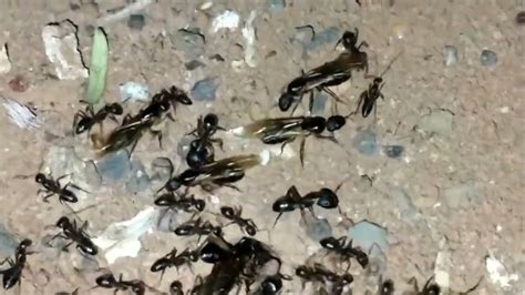 Revoada De Formigas Carpinteiras Camponotus Youtube