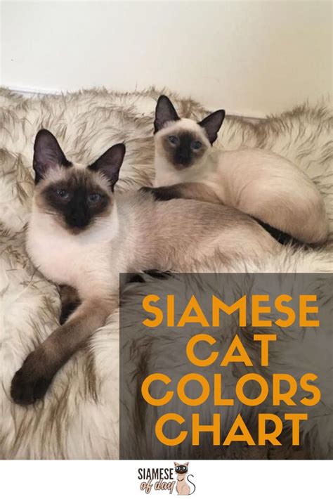 Siamese Cat Colors Chart Fascinating Facts Siamese Of Day Siamese