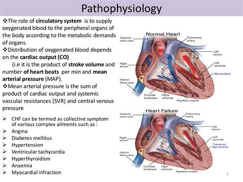 Pathophysiology The Role Of Circulatory System Is To Supply Oxygenated