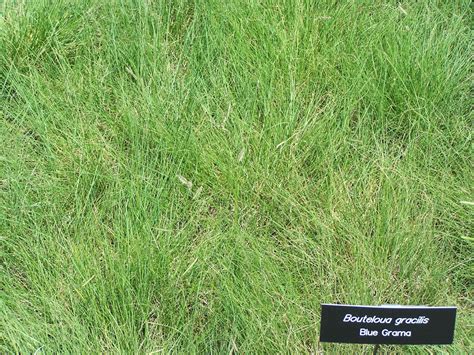 Lazy Gardening Watching Grass Grow Blue Grama Grass