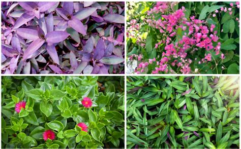 16 Perfect Florida Ground Cover Plants Garden Lovers Club