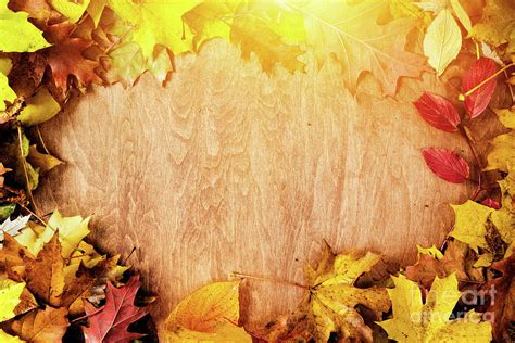Frame Made Of Fall Leaves On Wood Autumn Background Photograph By