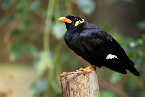 Hill Mynah Definition And Meaning Collins English Dictionary