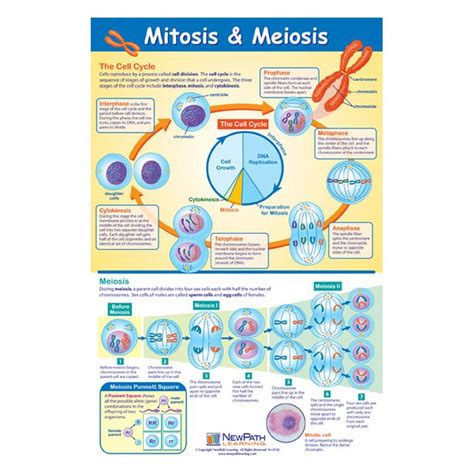 Mitosis And Meiosis Poster Newpath Learning