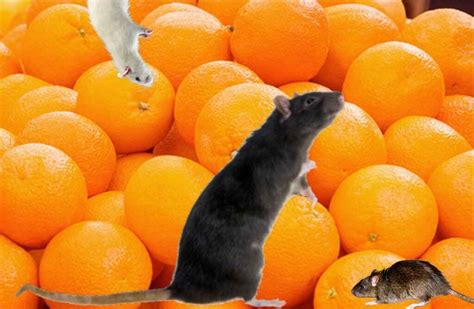 Can Rats Eat Oranges On Trees Peels Seeds Basic Rodents