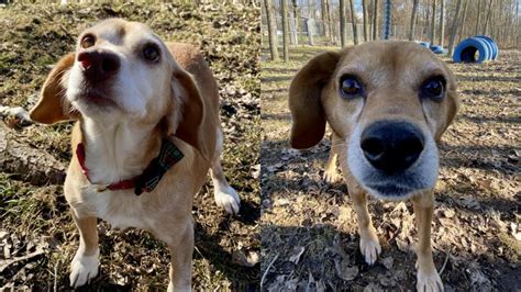 Adoptable shelter pets of west michigan. Puppies For Adoption West Michigan - Puppy And Pets