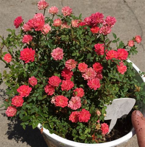 Miniature Rose Bush Jamal Garden Plant