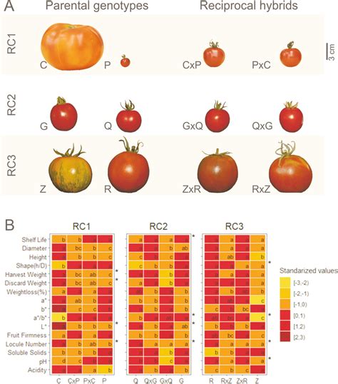 A Representative Fruits Of The Parental Genotypes And The Hybrids