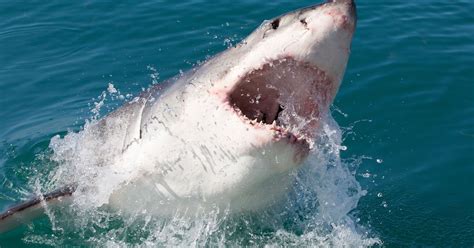 Swimmers In Calif Fla Hospitalized After Shark Bites