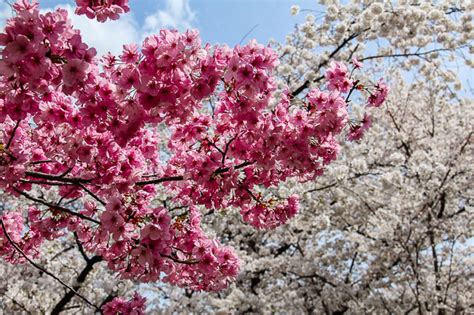 Cherry Blossom Report 2014 Kyoto Report