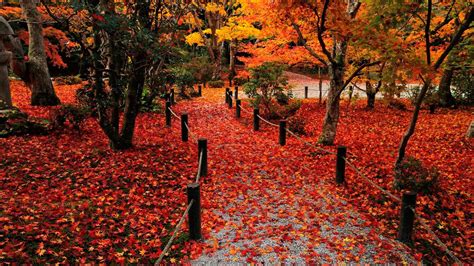 Autumn Leaves Wallpapers Wallpaper Cave