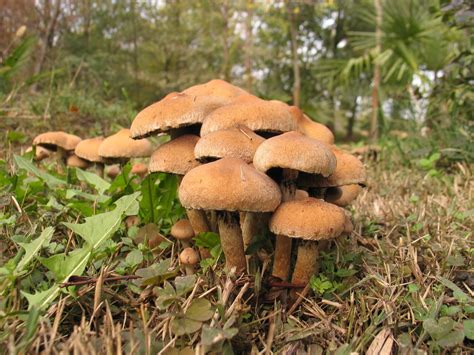 Autumn Mushrooms Free Photo Download Freeimages