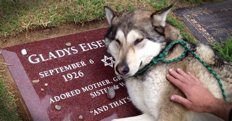 Heartbroken Loyal Dog Cries On Owners Grave Animals Video