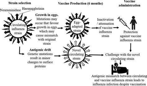 The Effect Of Sex On Responses To Influenza Vaccines Abstract