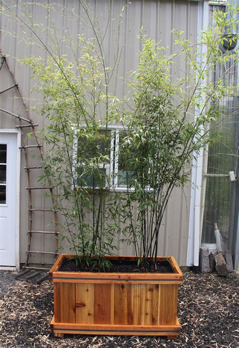 Bamboo is an exotic plant that can be seen in many gardens. Bamboo Planters