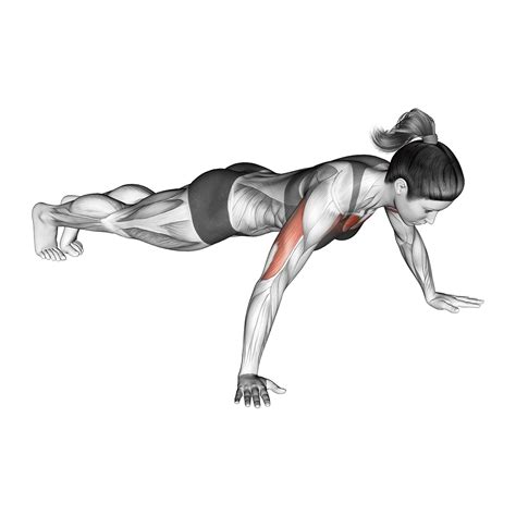 Wide Vs Narrow Push Ups Differences Explained Inspire Us