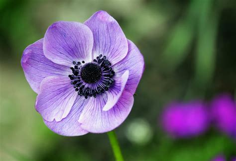 Selective Focus Photography Of Purple Anemone Flower In Bloom · Free