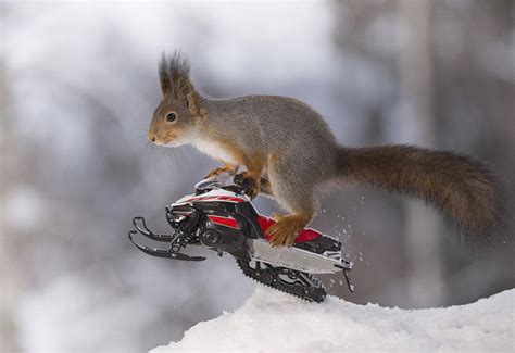 Photos Squirrels Get Ready For The Big Winter Games Komo