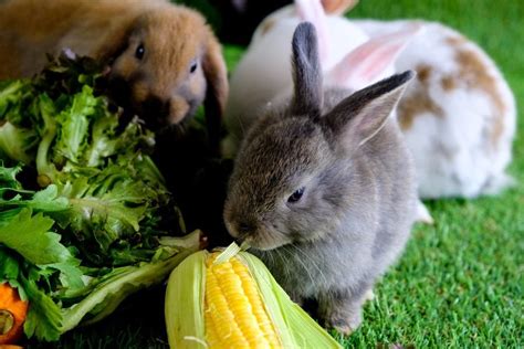 ¿qué Verduras Y Frutas Pueden Comer Los Conejos Bekia Mascotas