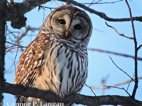 7 Owls In Arkansas The Complete Guide To Arkansas Owls