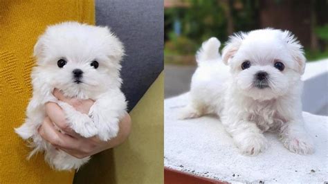 Small, gracious and elegant, the maltese has an average height between 9 to 10 inches and an average weight between 4 to 7 pounds, a long white silky coat, a round face, expressive dark eyes, a tiny black nose, feathered floppy ears and a puffy tail. Teacup Maltese - 12 Surprising Things to Know Before Adopt