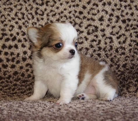 We always strive to make it a great experience! Chihuahua Puppies For Sale | Pittsburgh, PA #152667