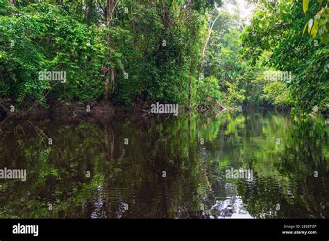 Canoe Ride Landscape In The Amazon Rainforest Cuyabeno Wildlife