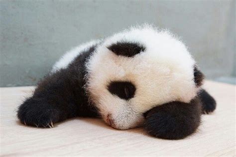 Good Night Love Pandas Fotos De Animais Fofinhos Pandas Bebês
