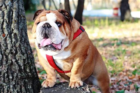 English Bulldog Everything You Need To Know Pettime