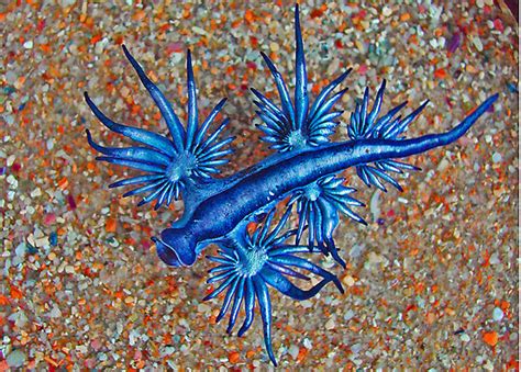 Amazing Blue Dragon Blue Sea Slug Worlds Rarest And Most Beautiful