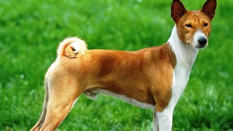 Top 25 Most Dangerous Dog Breeds With Pictures — Theinfong