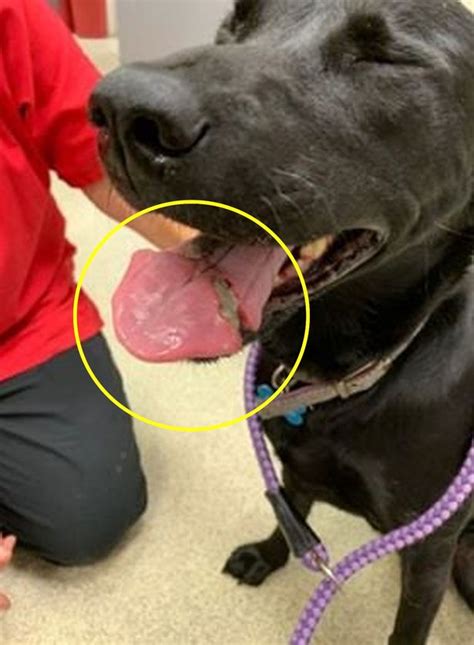 Couple Share Horror Photos After Rubber Toy Almost Splits Dogs Tongue