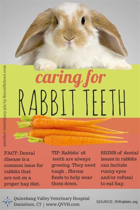 5 Tips Caring For Rabbit Teeth Rabbit Care Rabbit Pet Rabbit Care