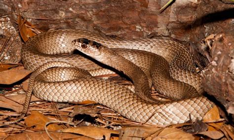 38 Snakes In Missouri 5 Are Venomous Az Animals