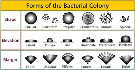 What Is The Colony Morphology Of Bacteria Colony Characteristics