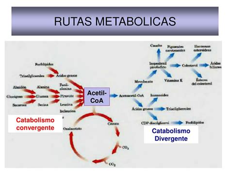 Ppt Metabolismo De Los Carbohidratos Digesti N Y Absorci N De