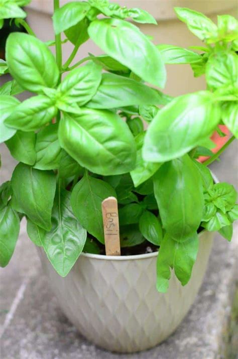How To Prune Basil For Big Bushy Basil Plants With Photos